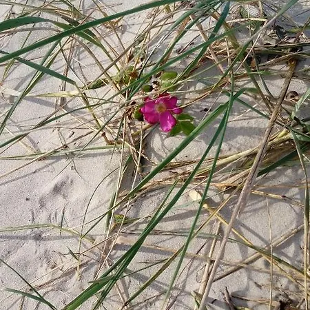 Strandrose Appartamento